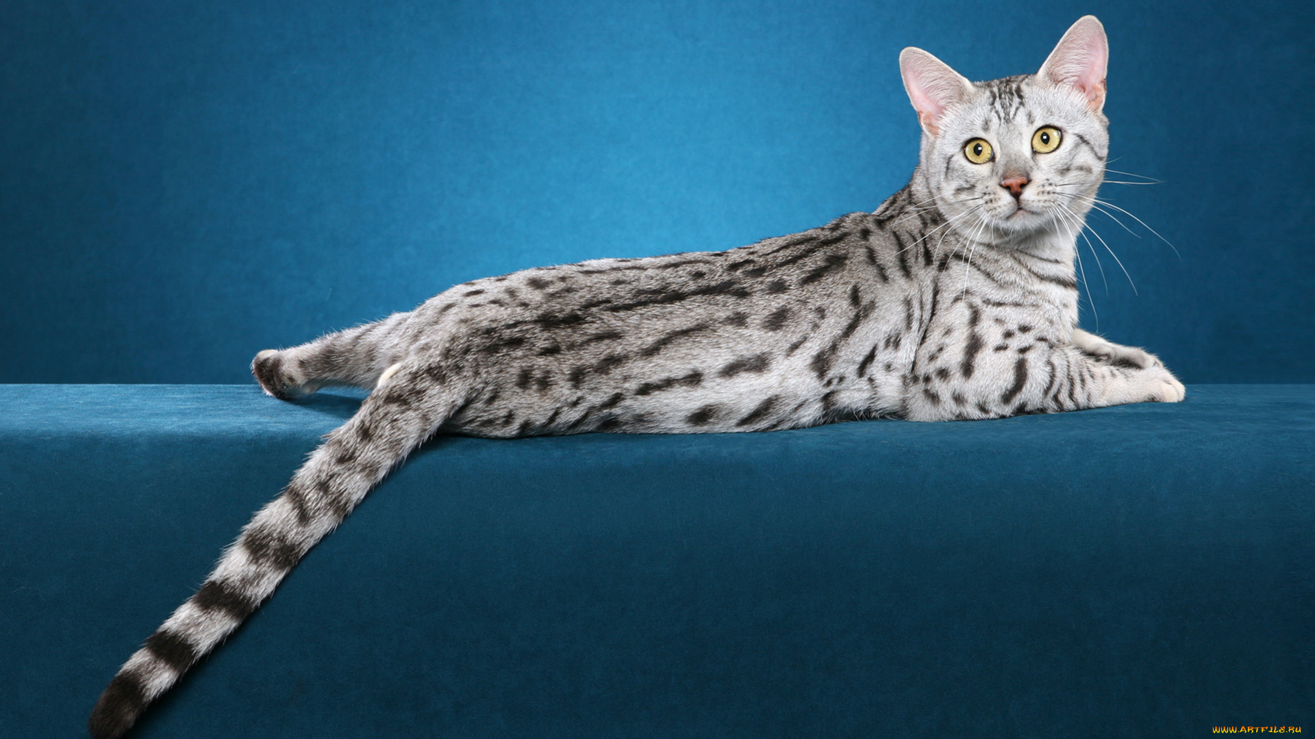 животные, коты, млекопитающее, животное, фон, порода