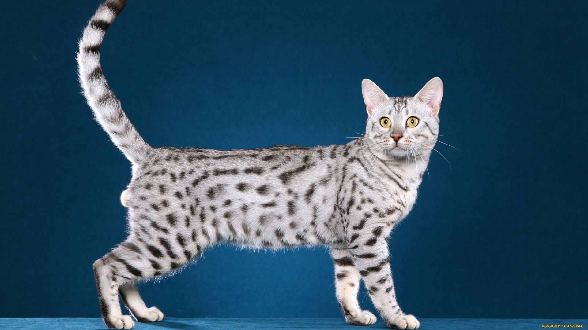 животные, коты, животное, млекопитающее, порода, фон