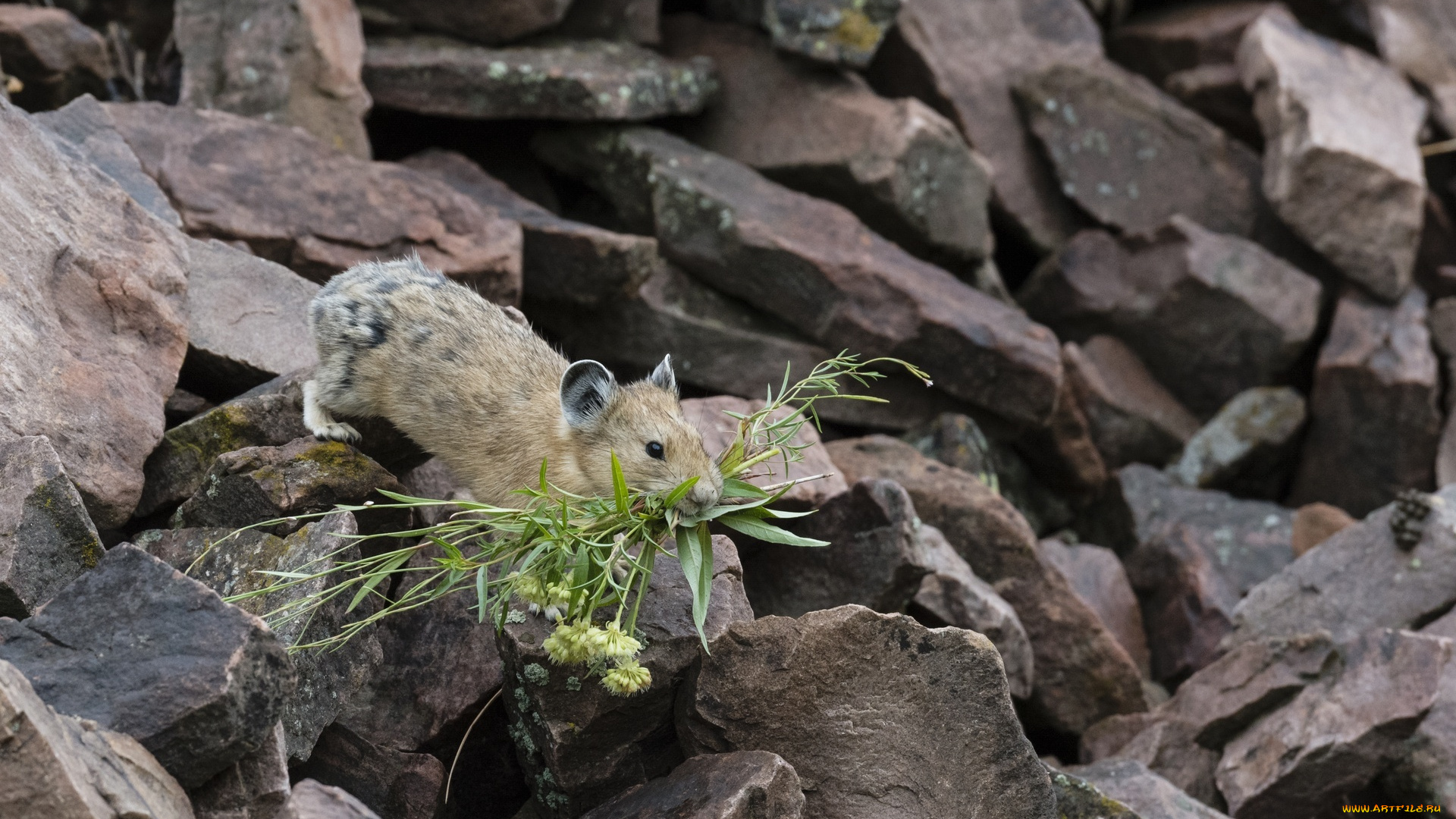 животные, крысы, , мыши, американская, пищуха, грызун, трава, камни