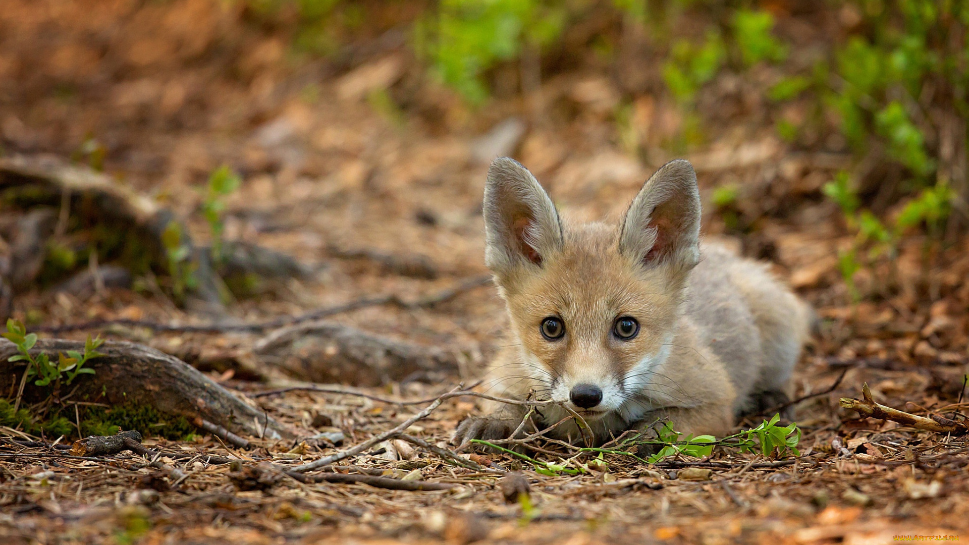 животные, лисы, лисёнок, ветки, лес, мордочка, лежит, боке