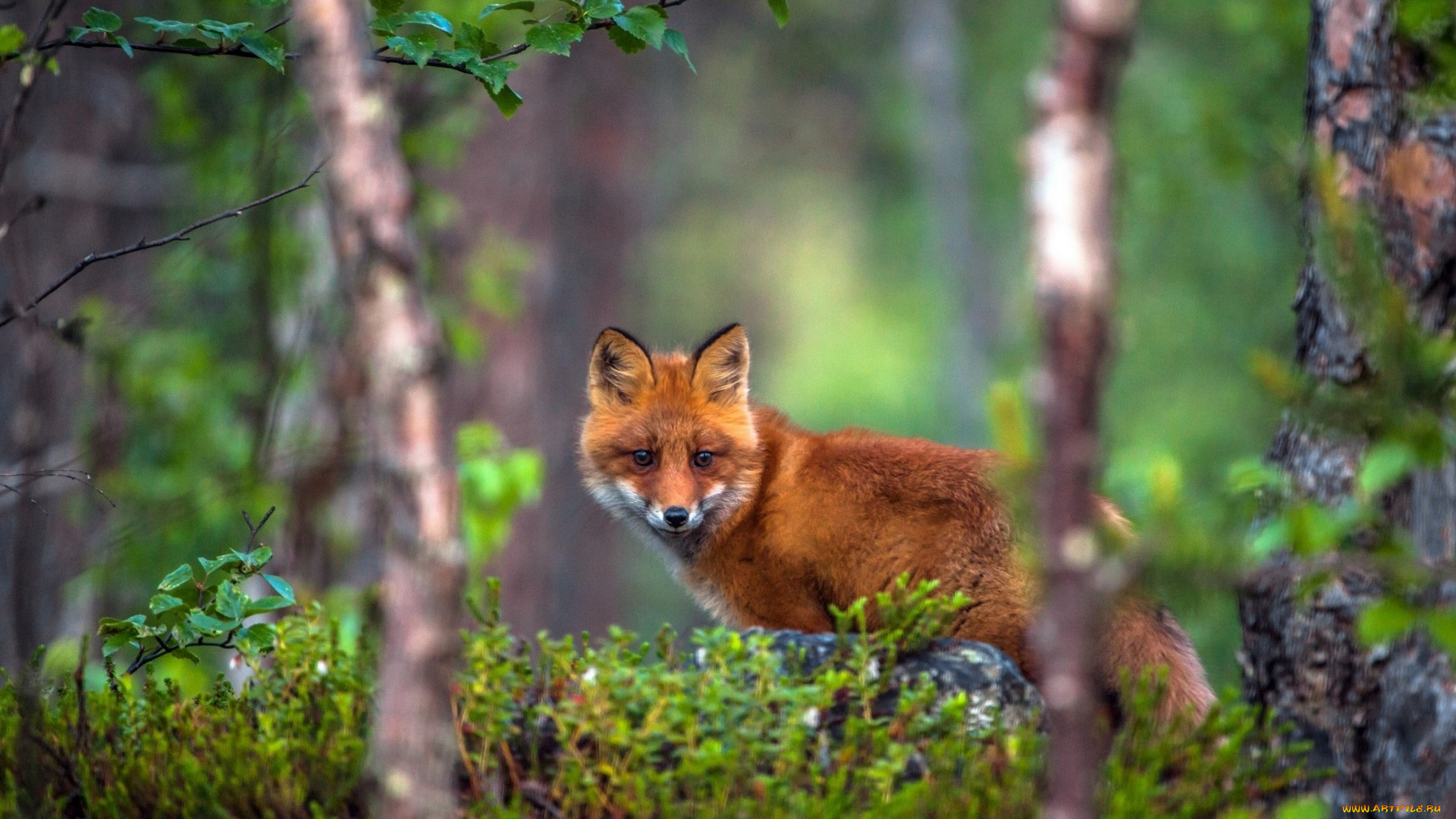 животные, лисы, трава, лес, рыжая, лиса