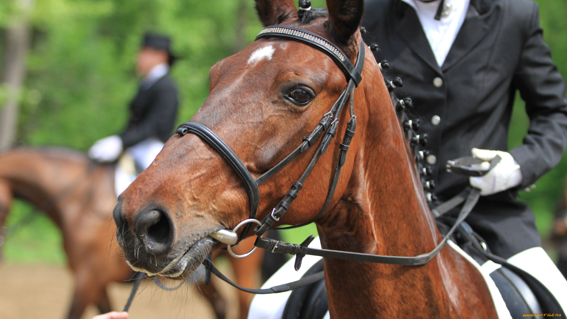 животные, лошади, конь, всадник, гнедой, лошадь