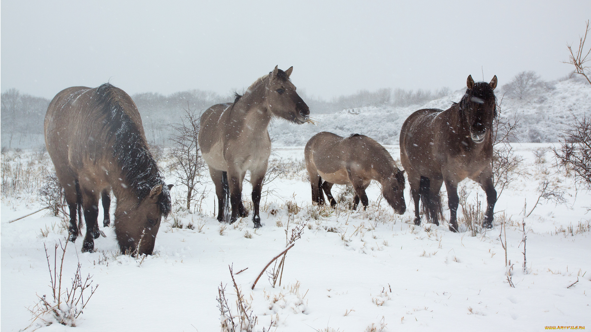 животные, лошади, снег