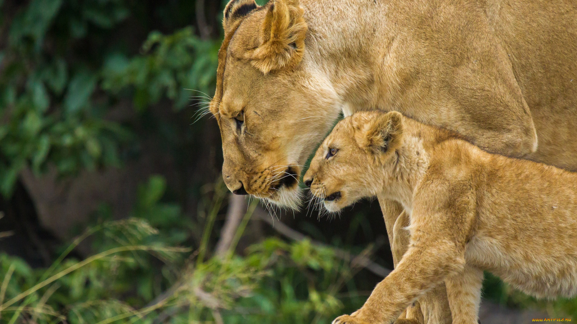 животные, львы, семья, львица, львенок