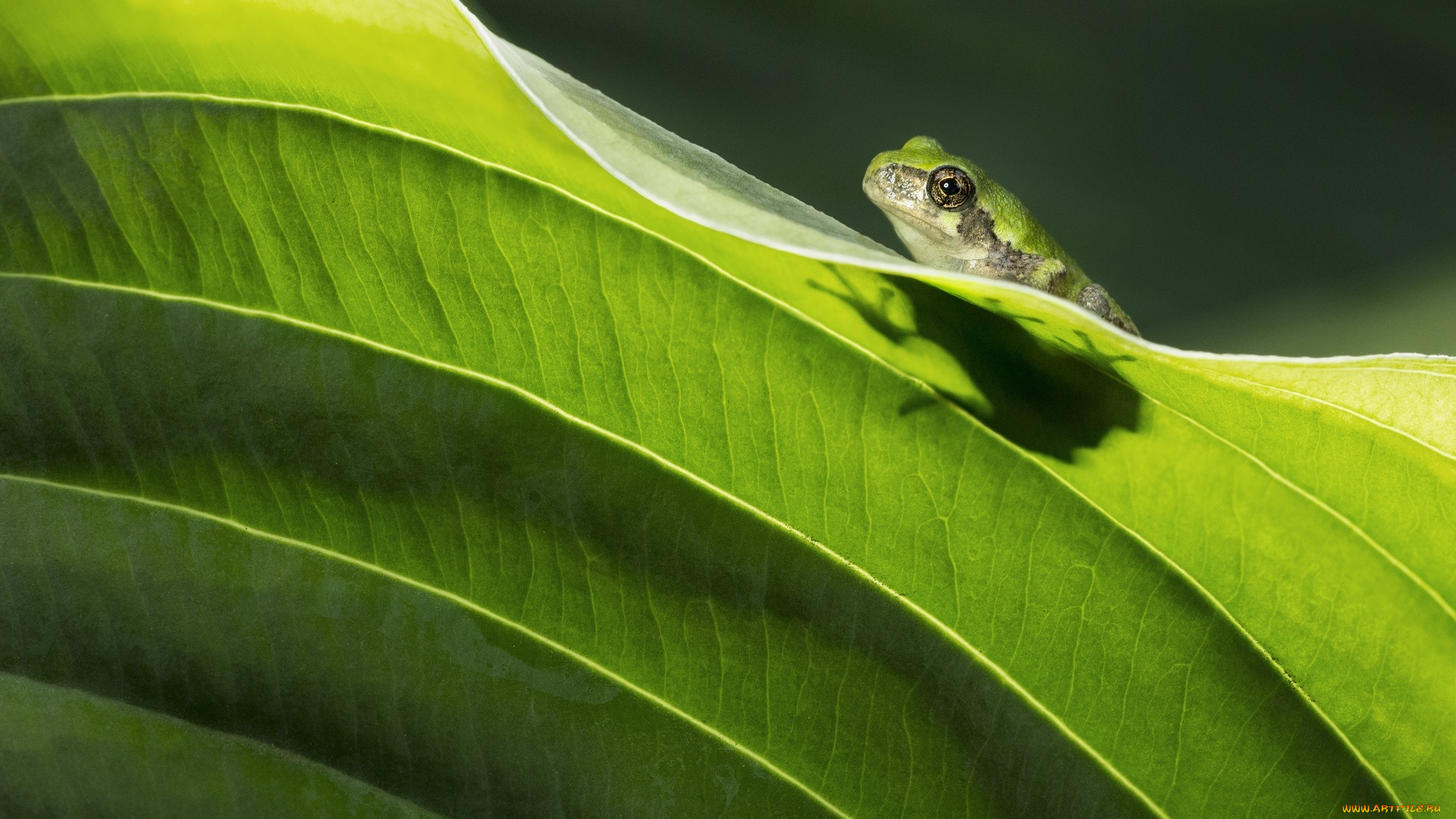 животные, лягушки, лягушка, зеленая, лист