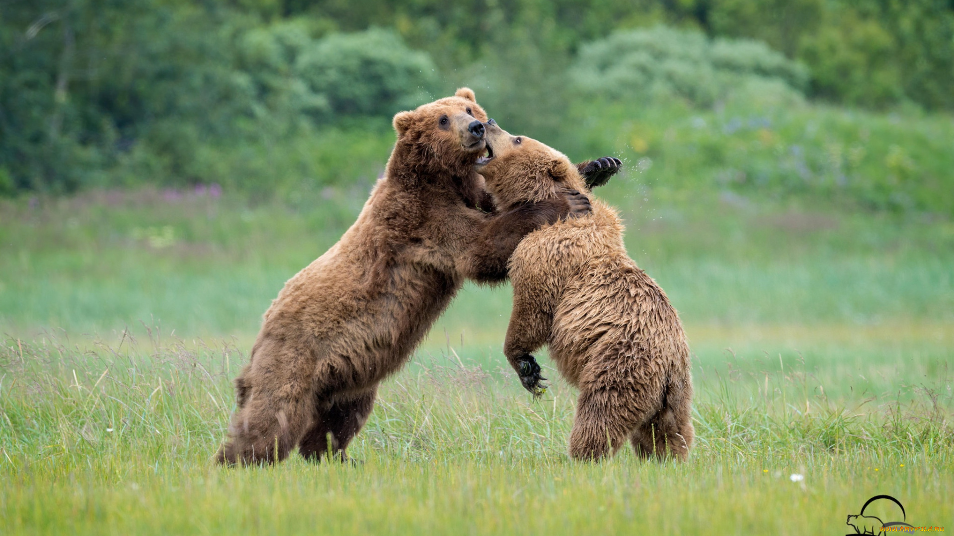 животные, медведи, борьба, косолапый