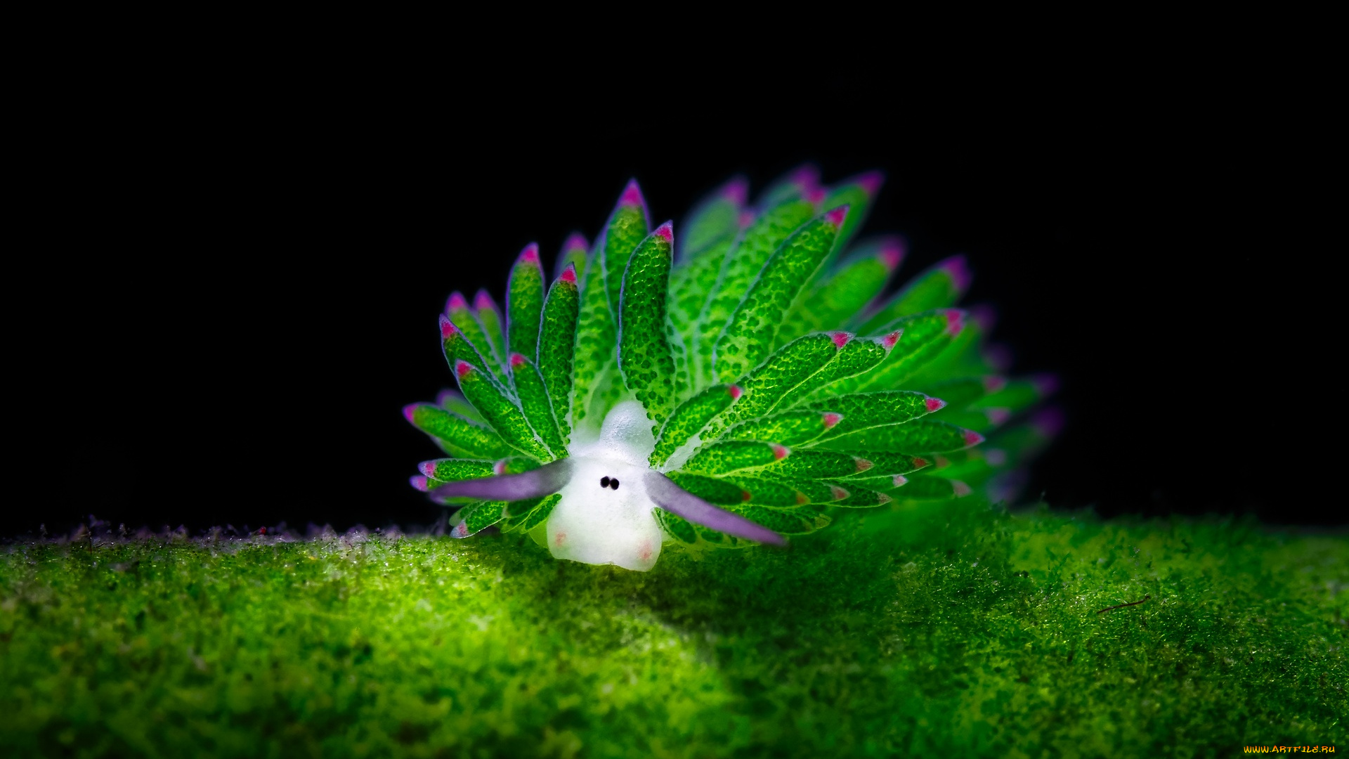 животные, морская, фауна, моллюск, дно, вода, морская, улитка