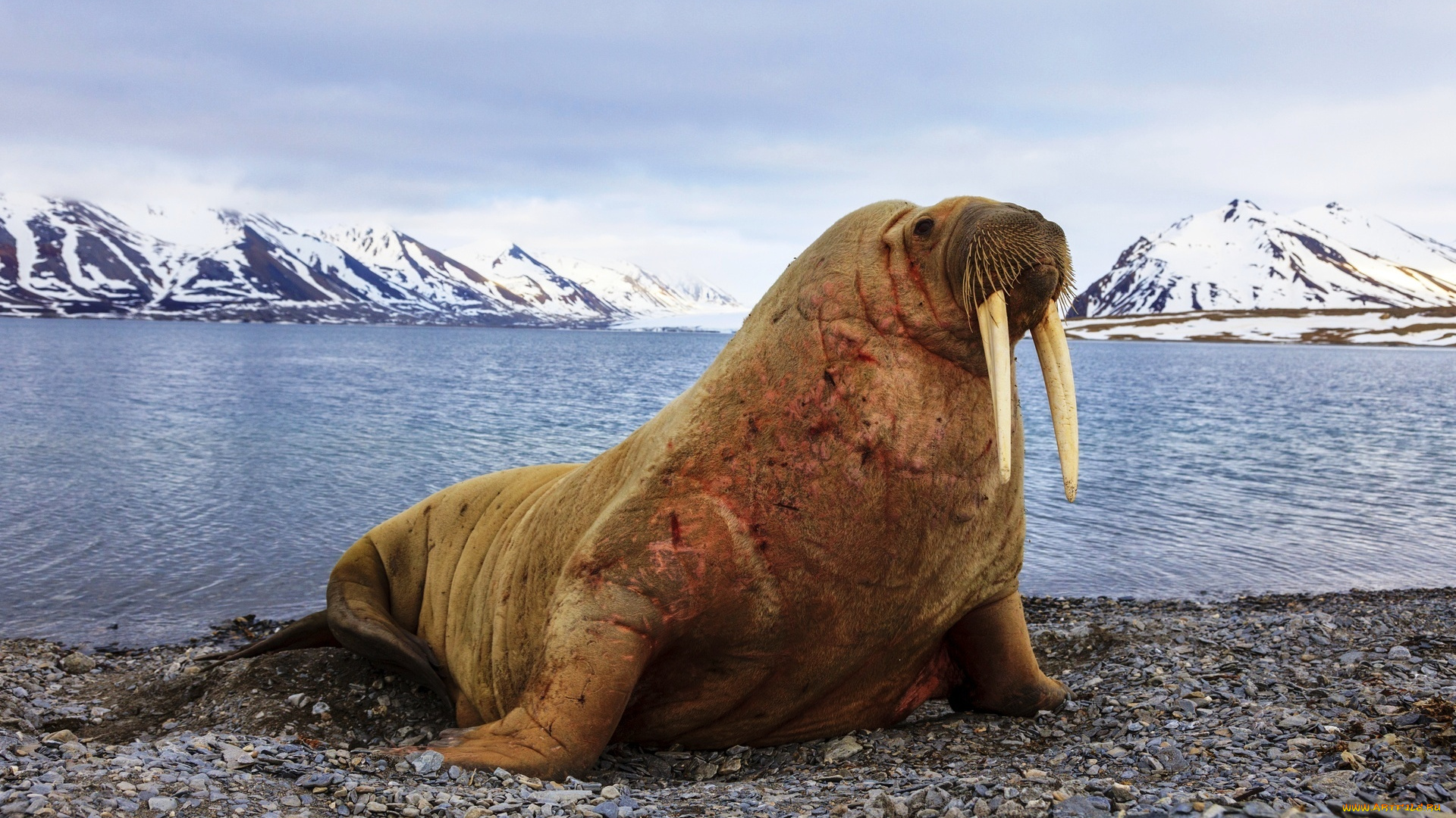 животные, моржи, морж, шрамы, берег, галька, залив, горы