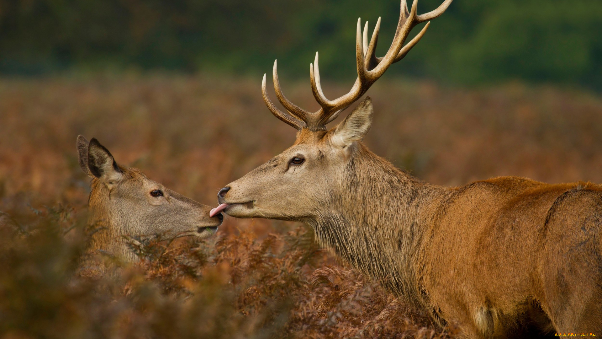 животные, олени, язык, олень, рога, поцелуй, трава