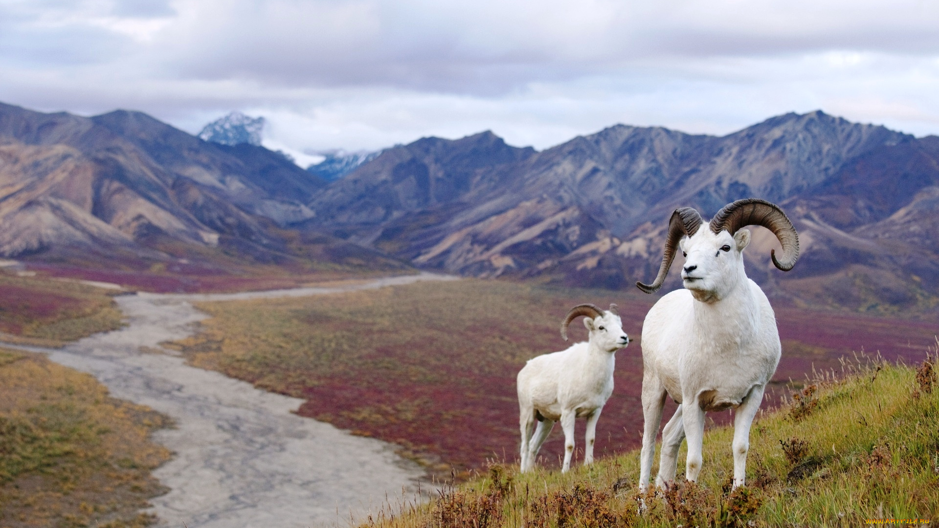 животные, овцы, , бараны, горы, долина, трава, бараны