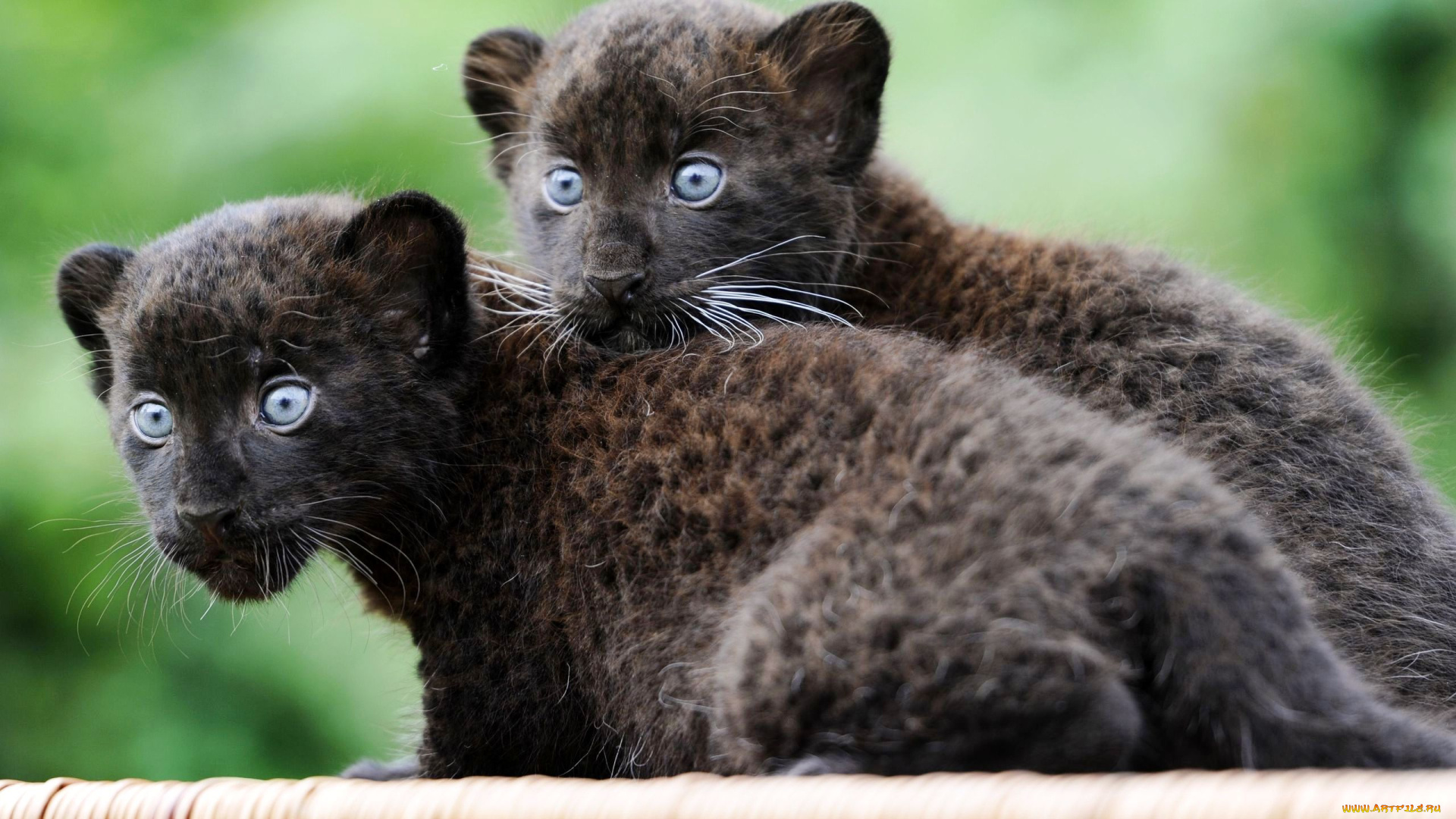 животные, пантеры, черные, детеныши, котята