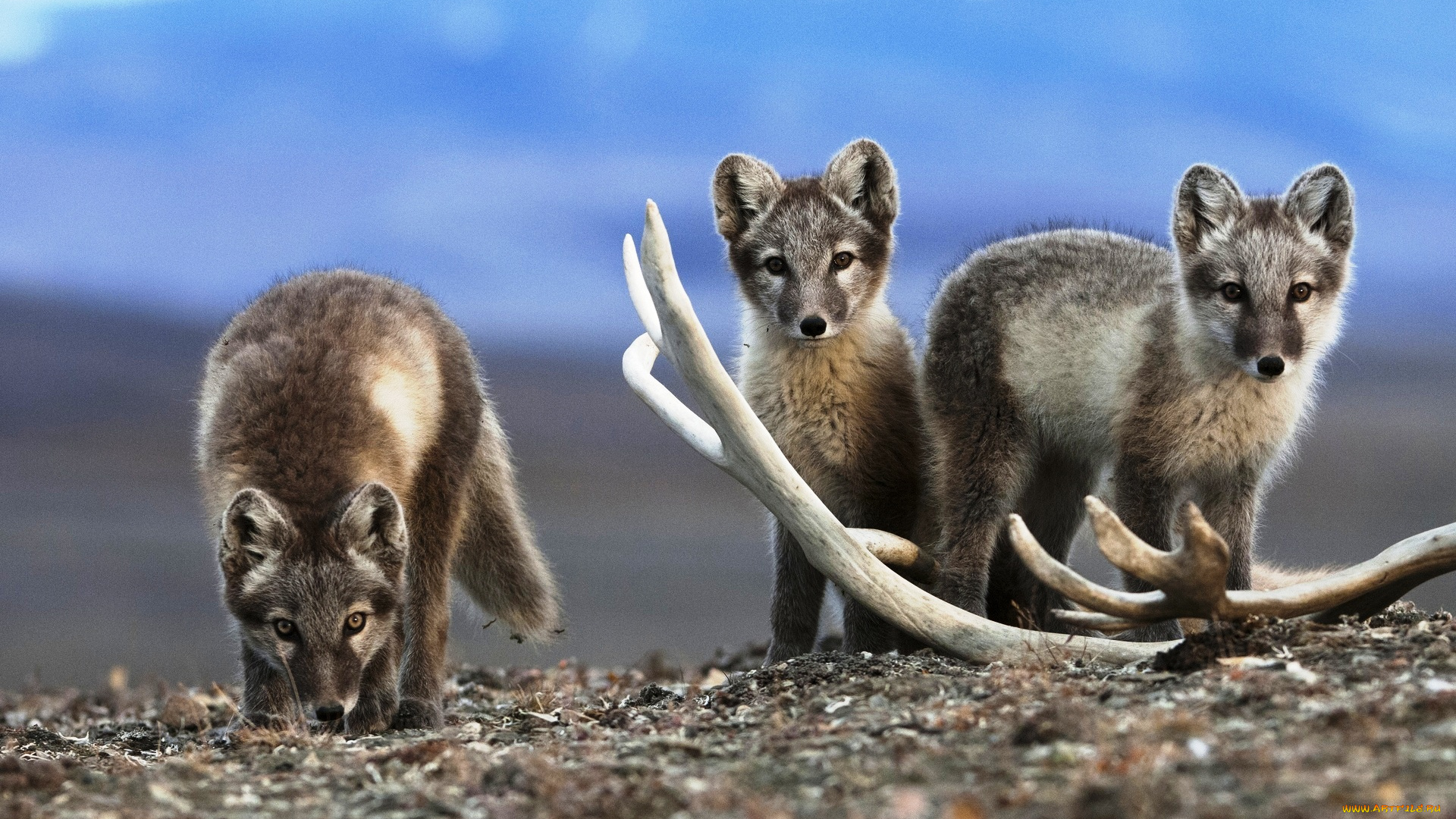 животные, песцы, рога, тундра