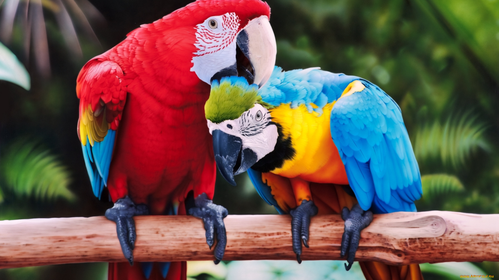 животные, попугаи, птицы, ара, пара, ветка