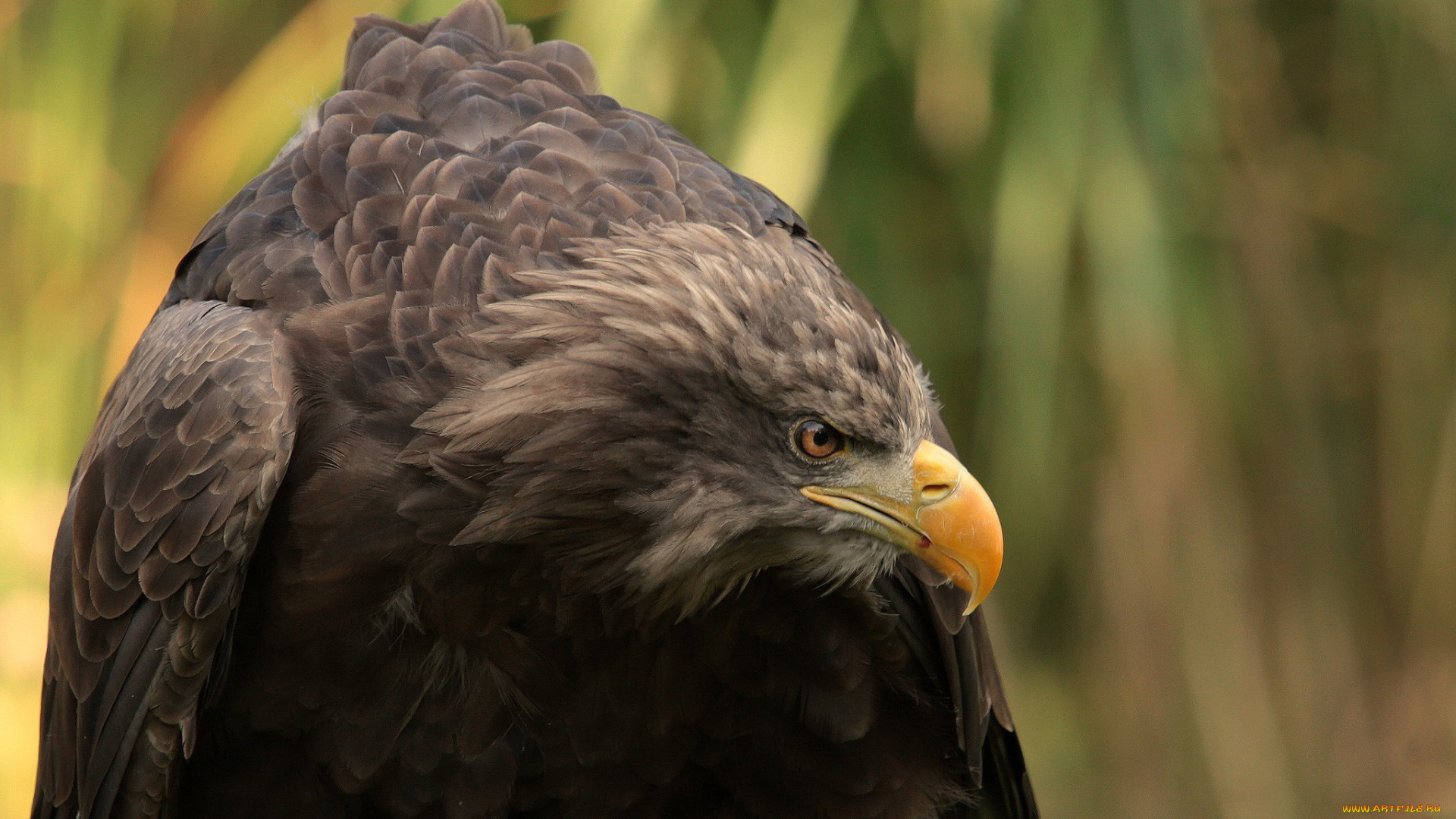 животные, птицы, -, хищники, птичка