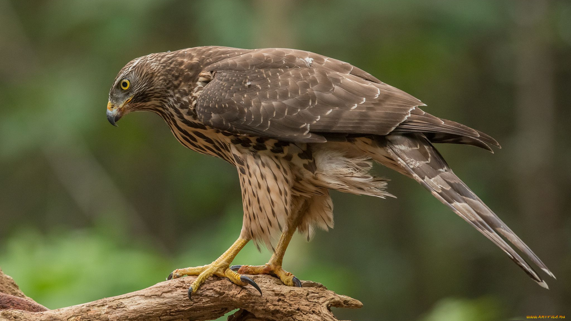 животные, птицы, -, хищники, птичка