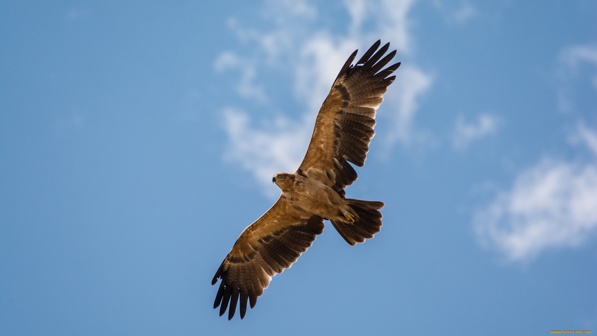 животные, птицы, -, хищники, ястреб, голубое, небо, полет, облака