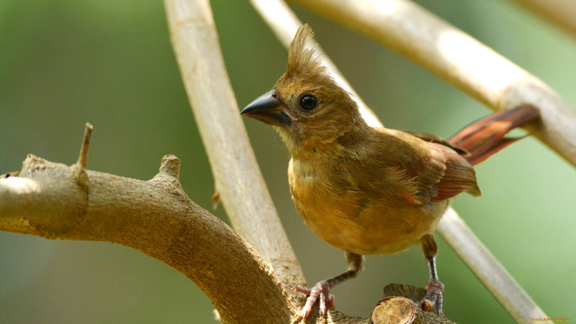 животные, птицы, птичка