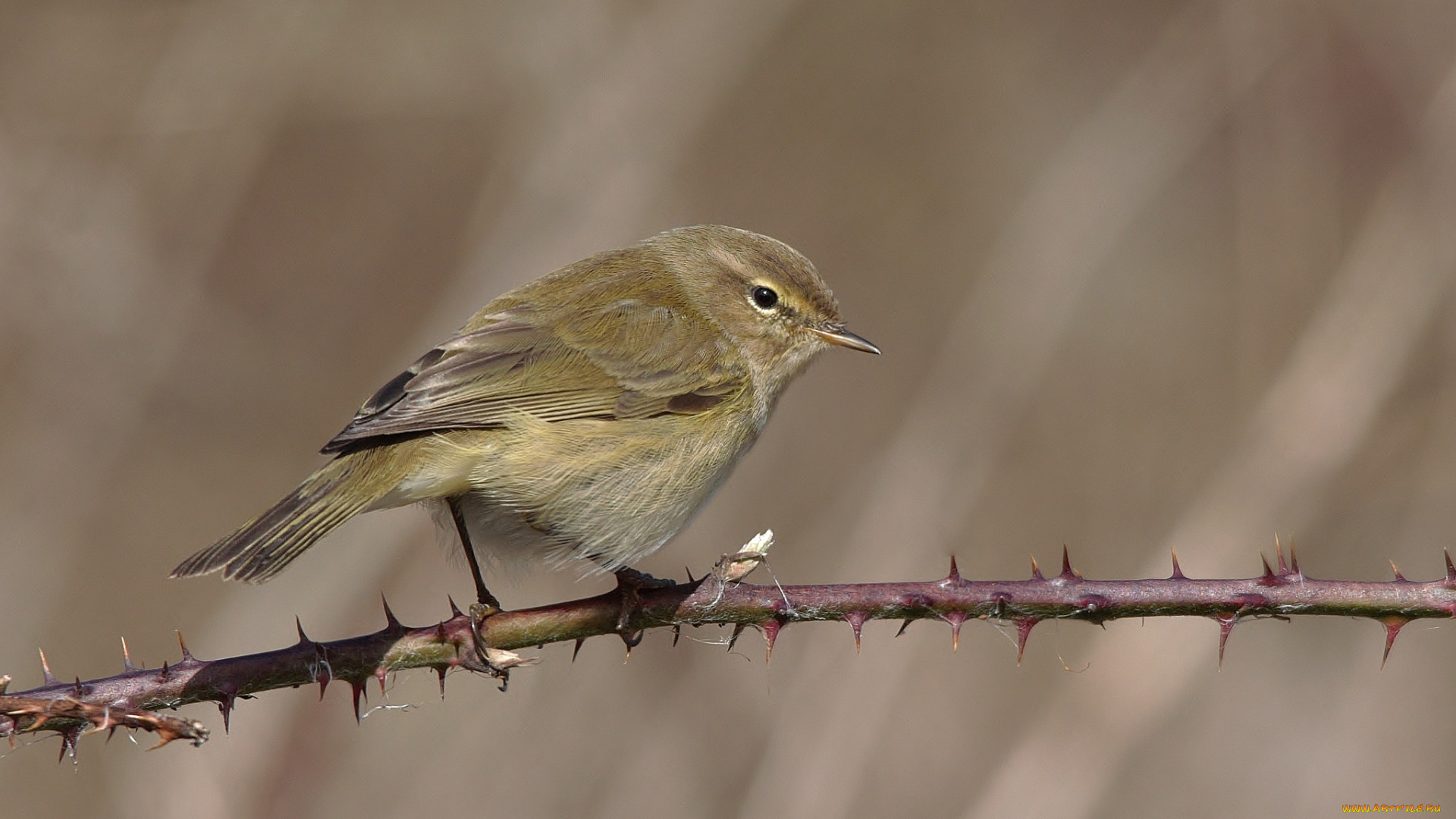 животные, птицы, птичка
