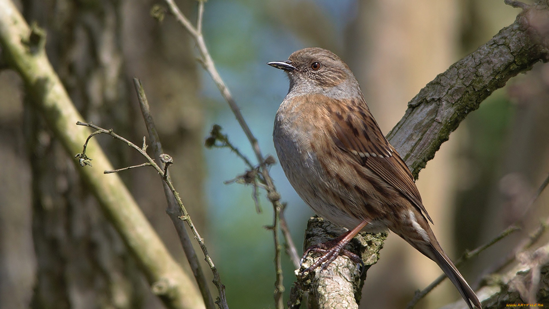 животные, птицы, птичка