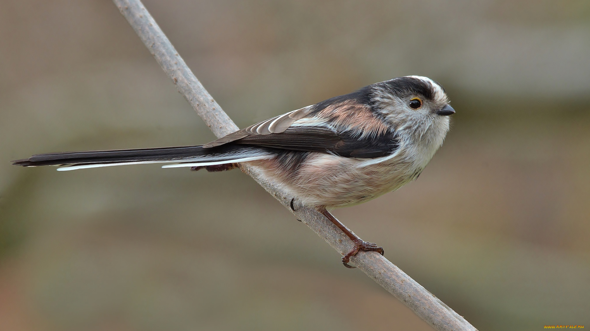 животные, птицы, птичка