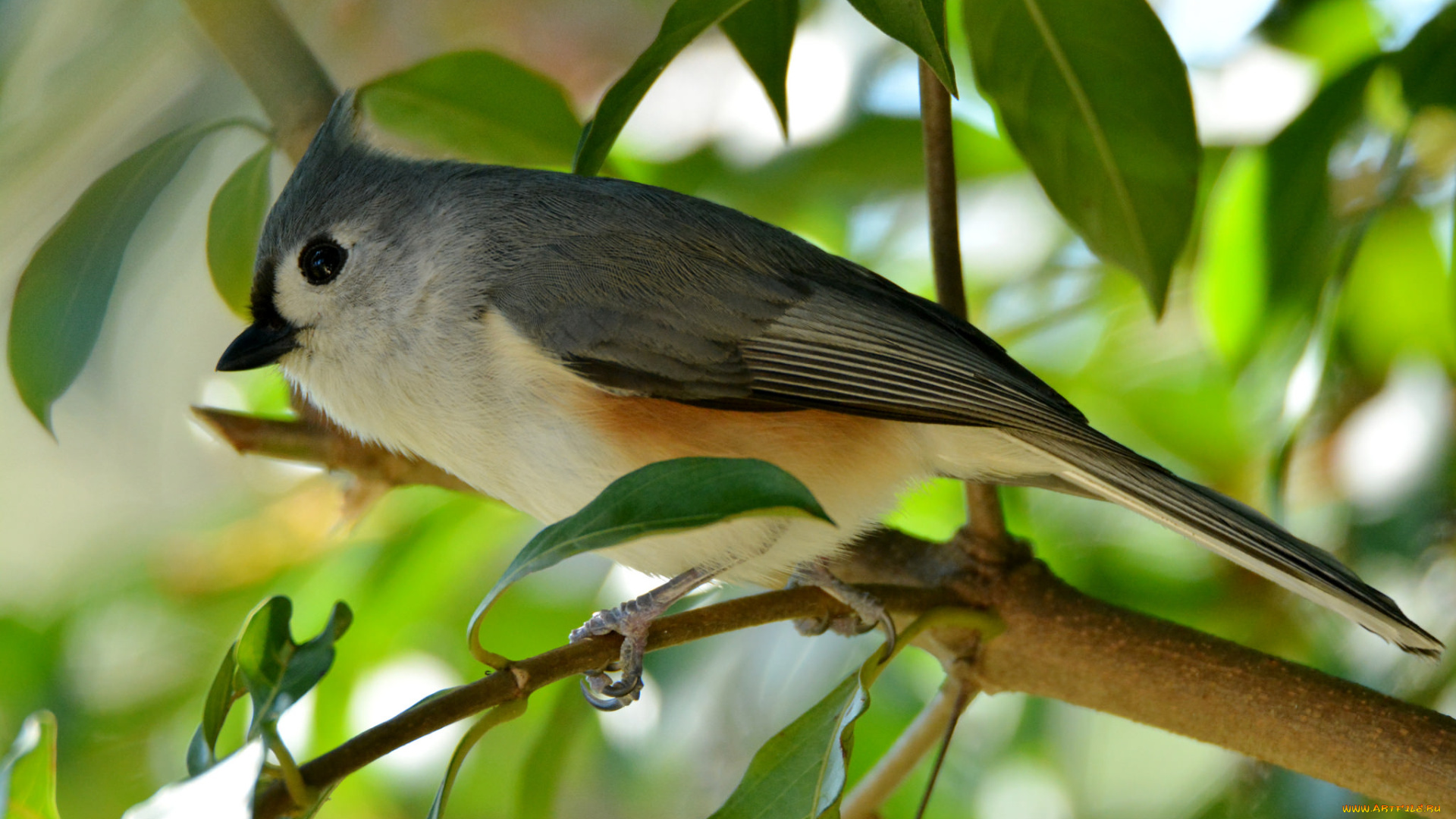 животные, птицы, птичка