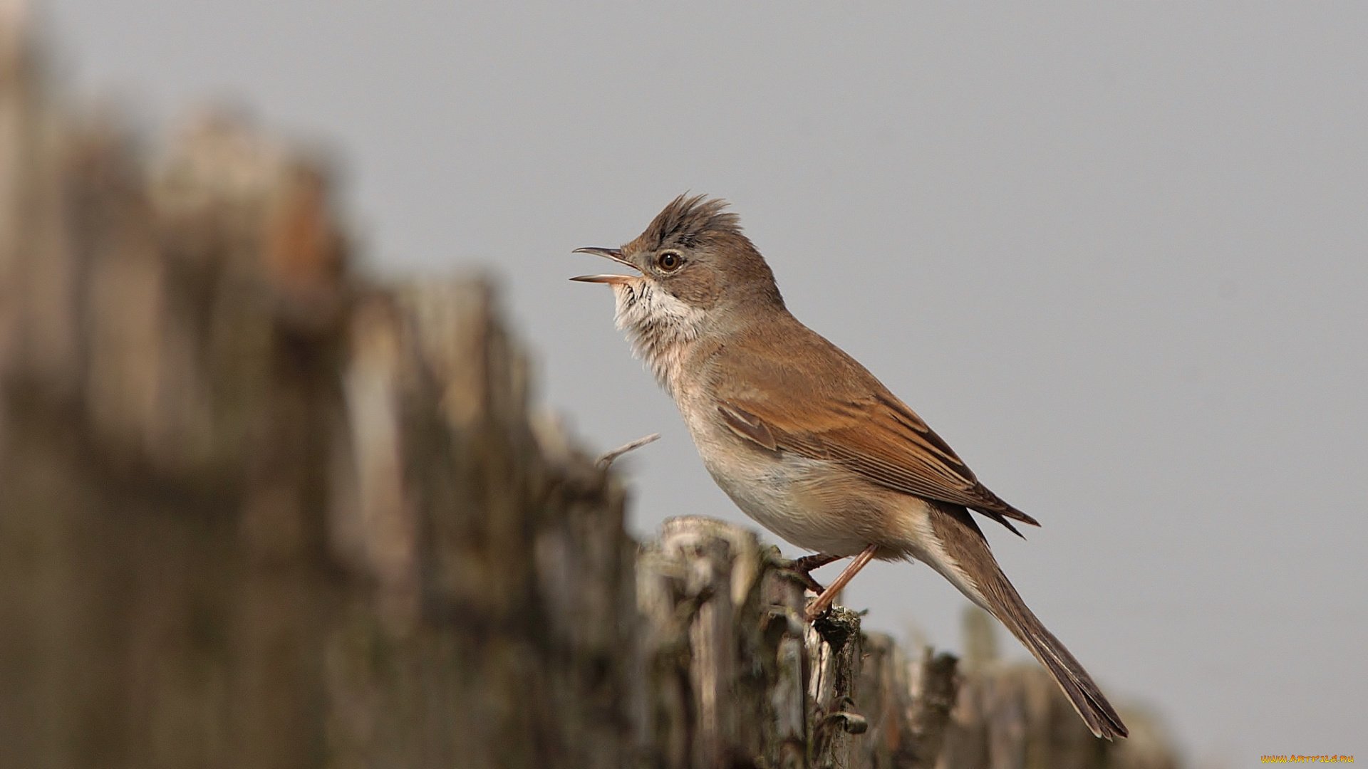 животные, птицы, птичка