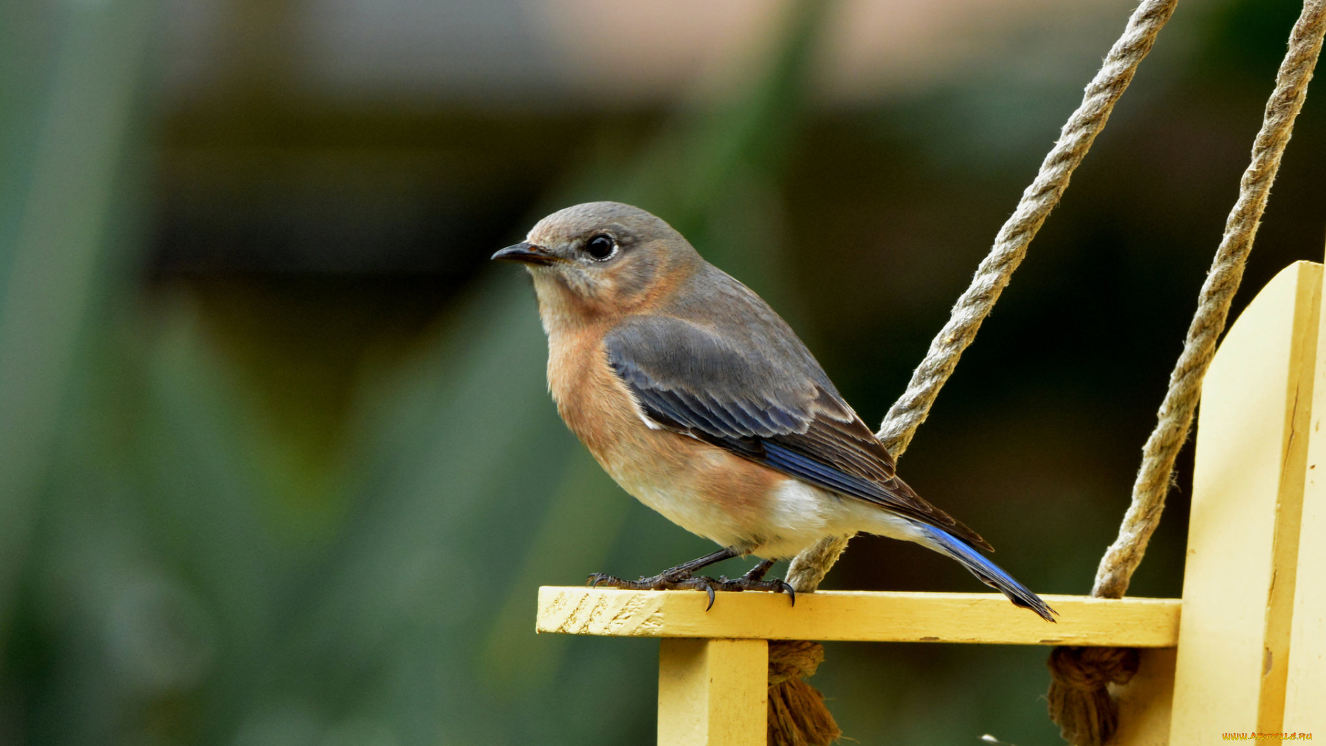 животные, птицы, птичка