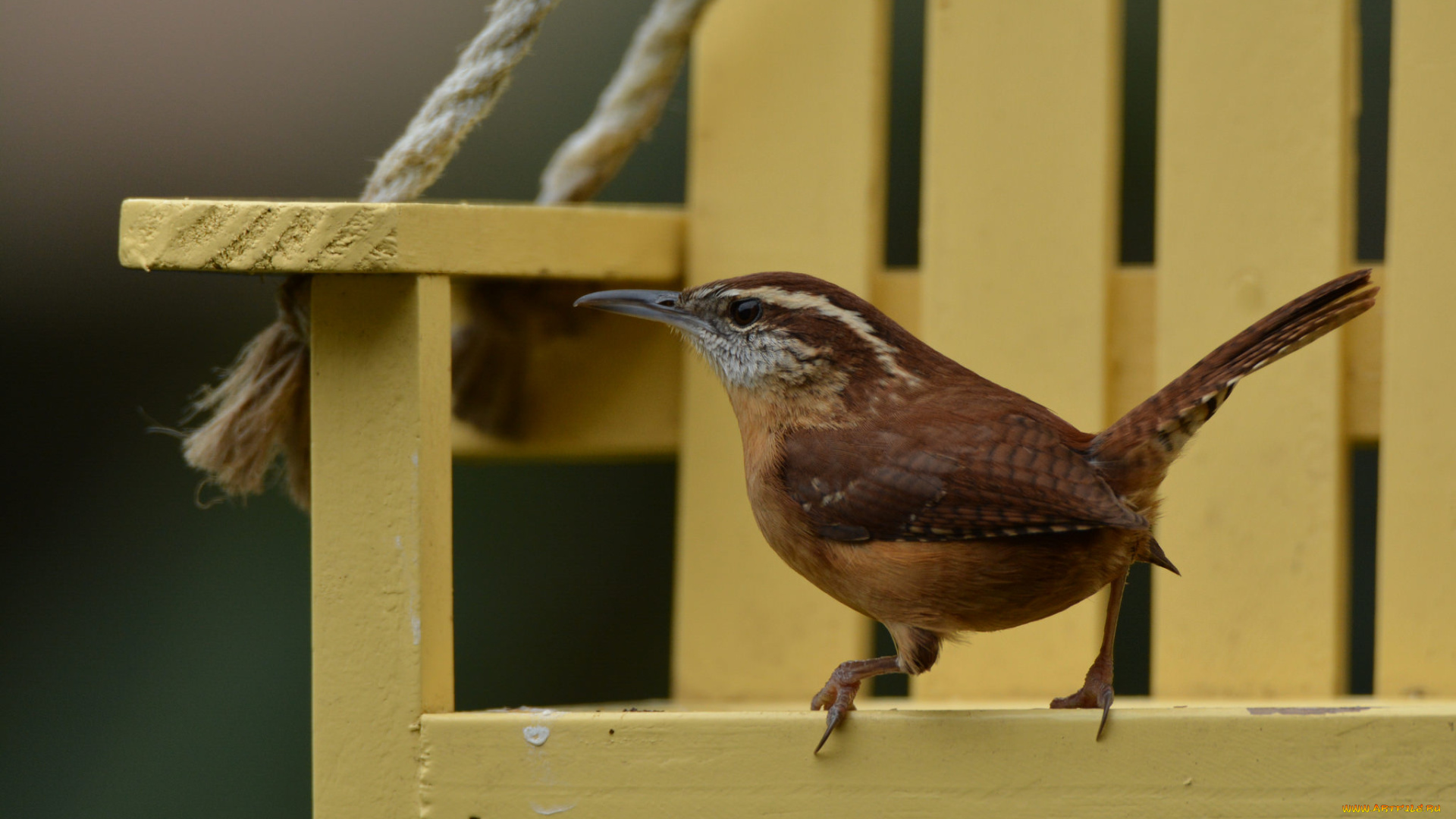 животные, птицы, птичка
