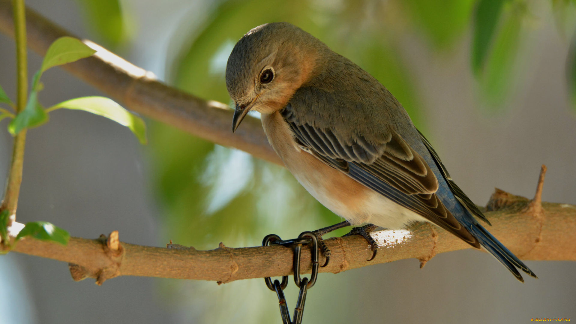 животные, птицы, птичка