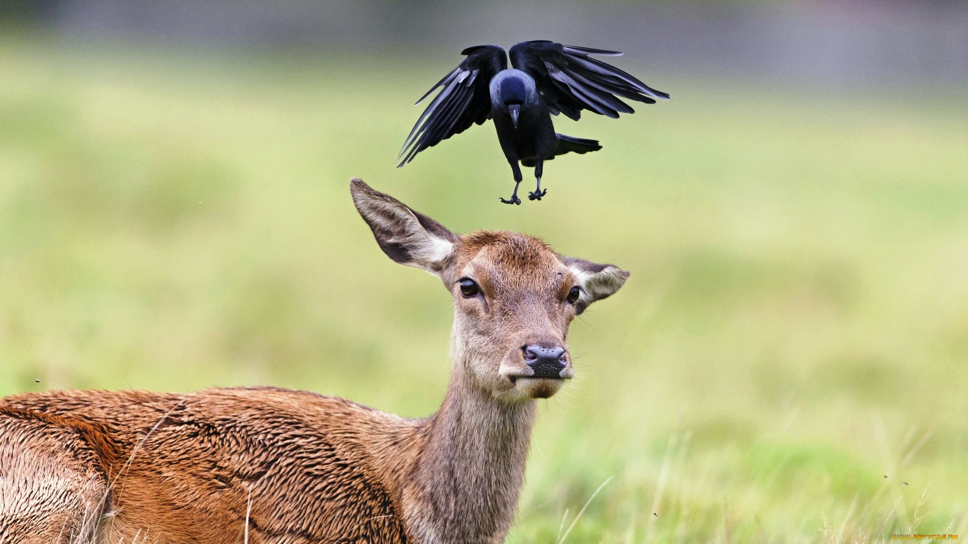 животные, разные, вместе, олень, уши, галка