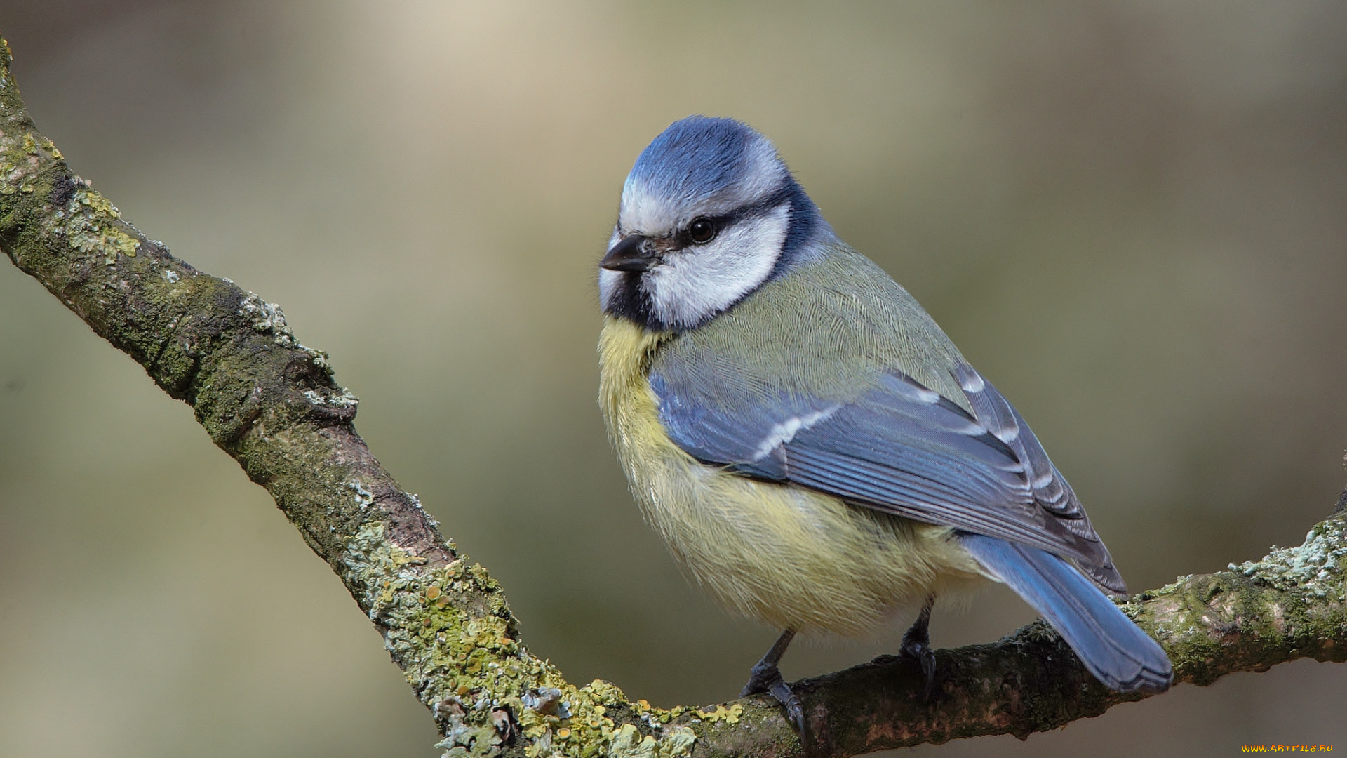 животные, синицы, , лазоревки, птичка