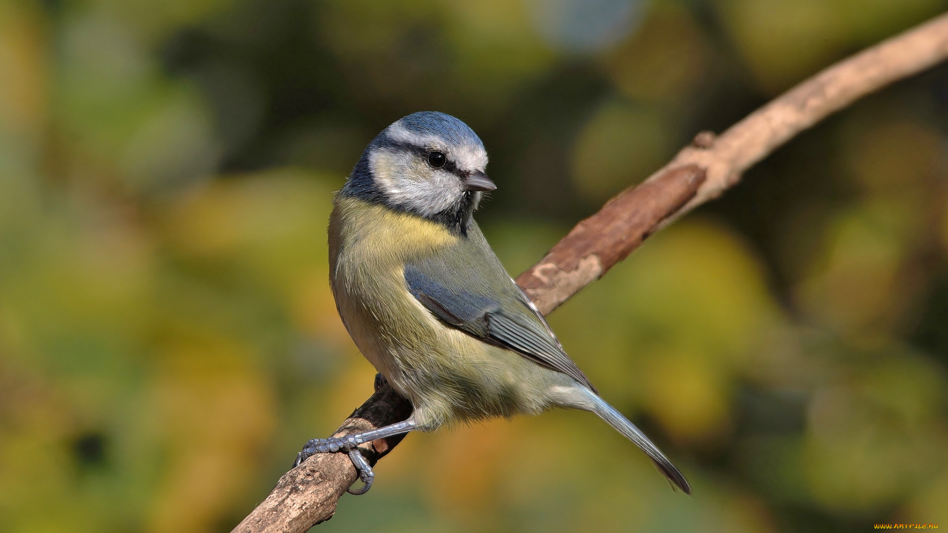 животные, синицы, , лазоревки, птичка