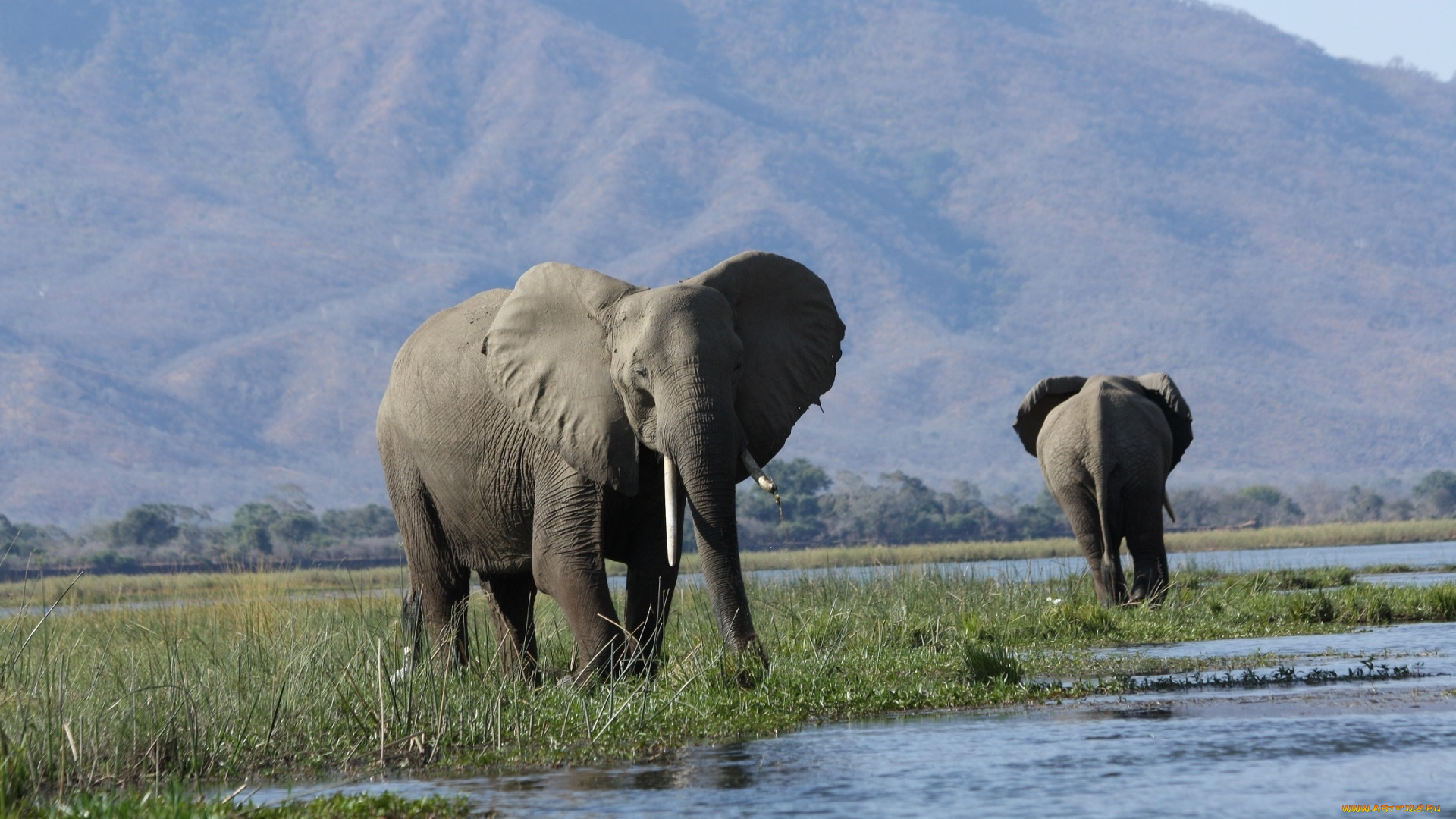 животные, слоны