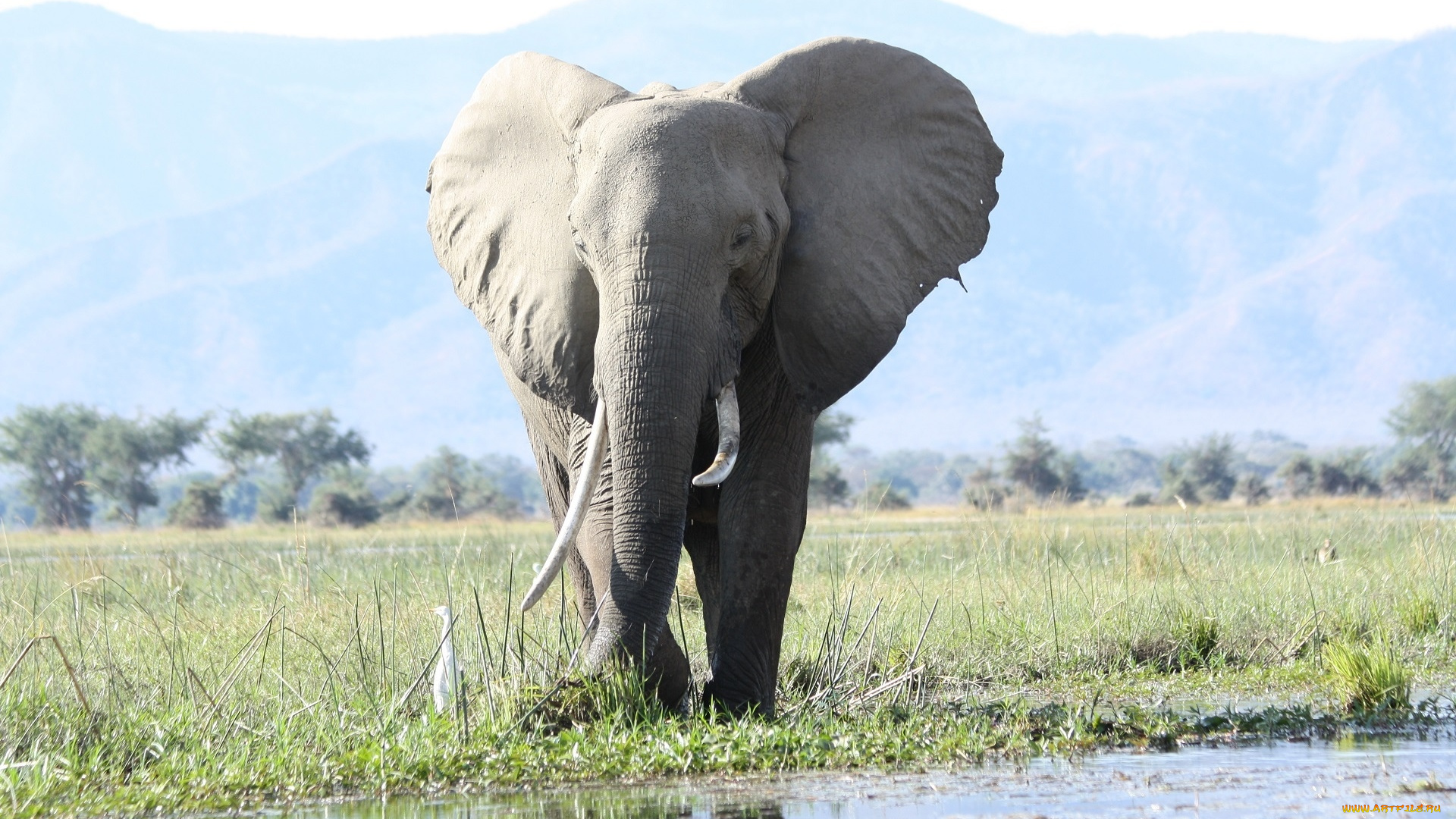 животные, слоны, слон