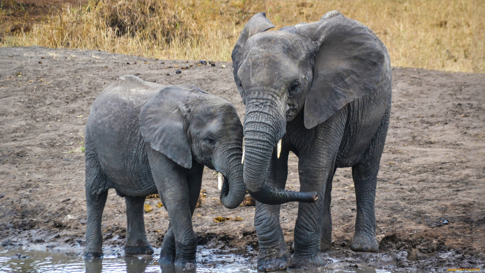 животные, слоны, слон
