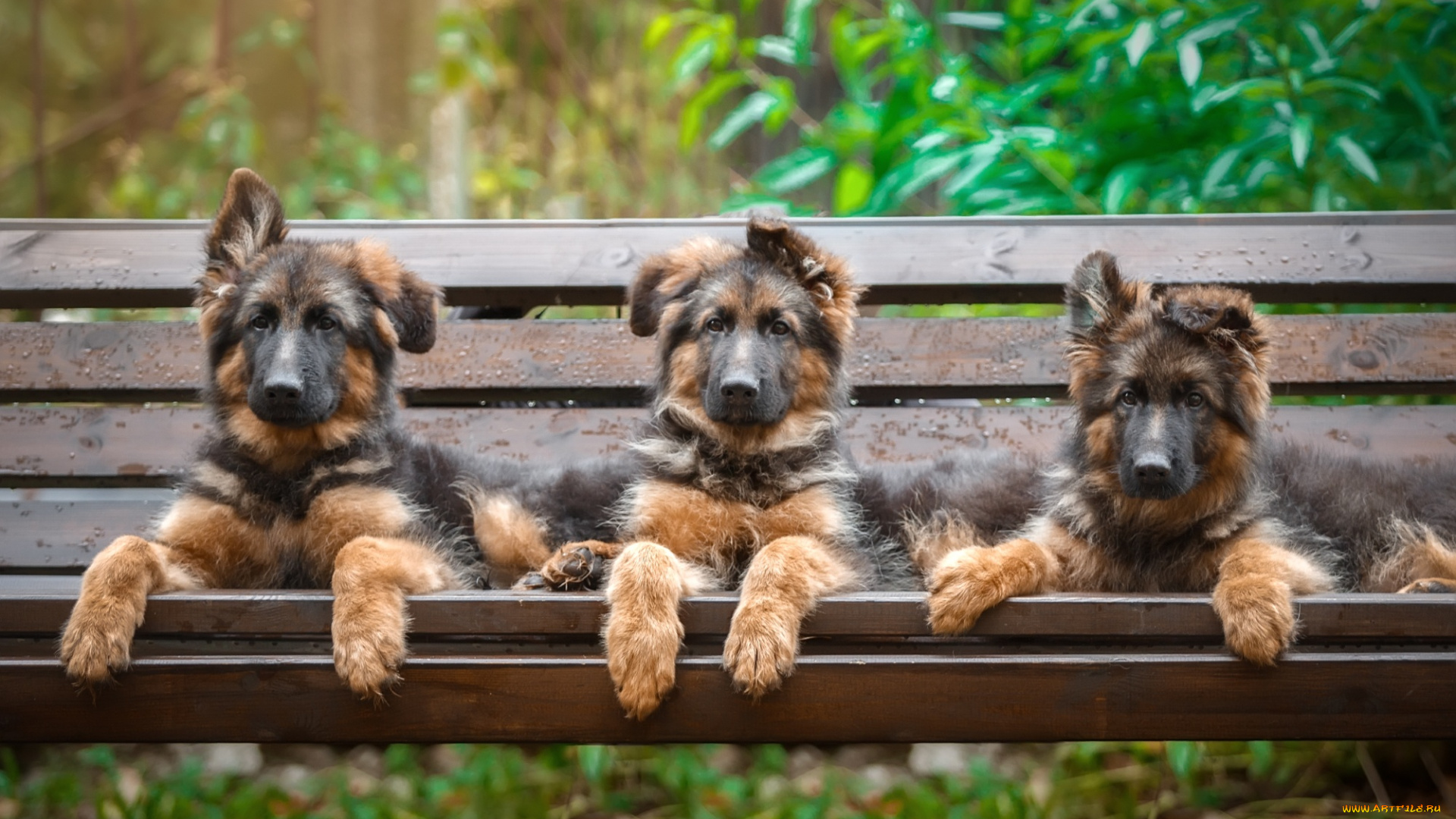 животные, собаки, щенки, трио, овчарка, скамейка