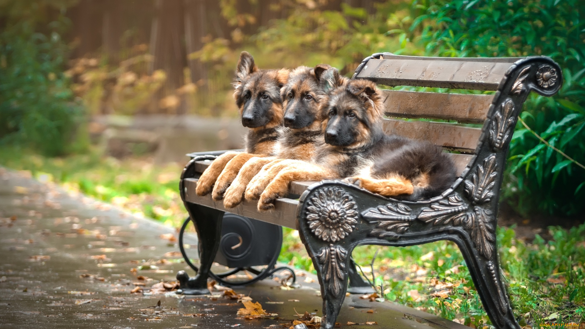 животные, собаки, скамейка, трио, овчарка, щенки