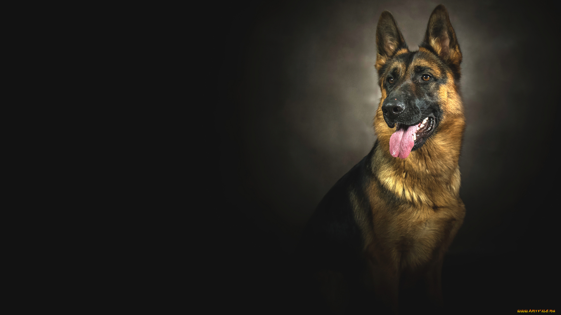 животные, собаки, собака, взгляд