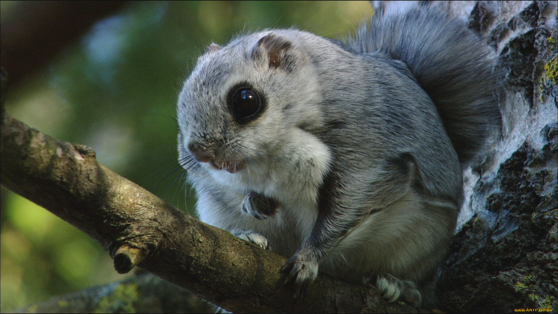 животные, сони, соня, дерево, ветка
