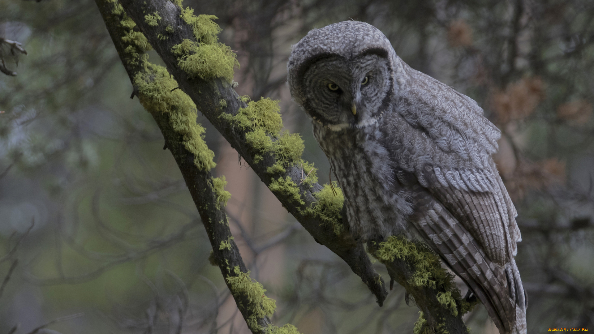 животные, совы, птичка