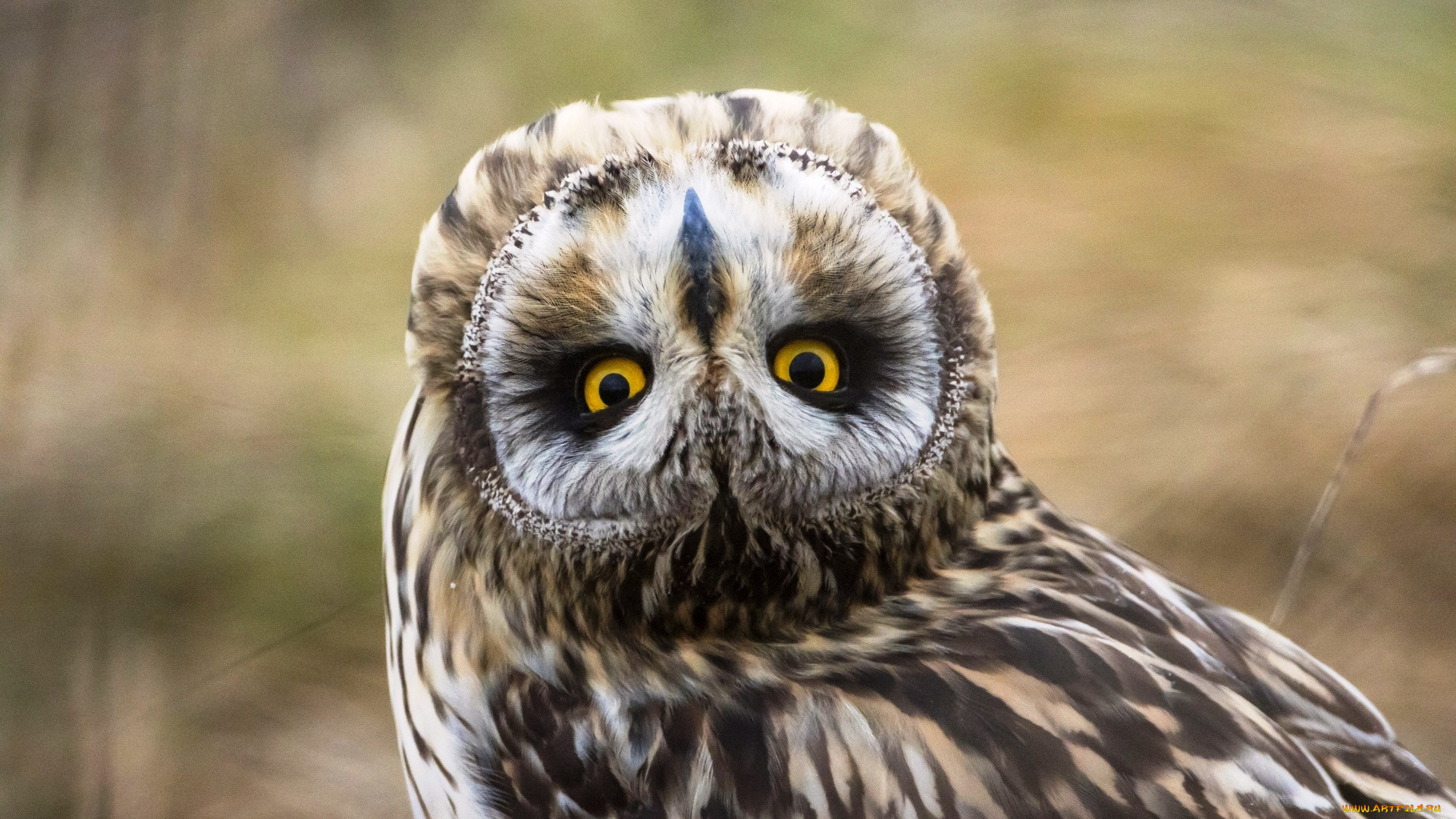 животные, совы, сова, ракурс, птица