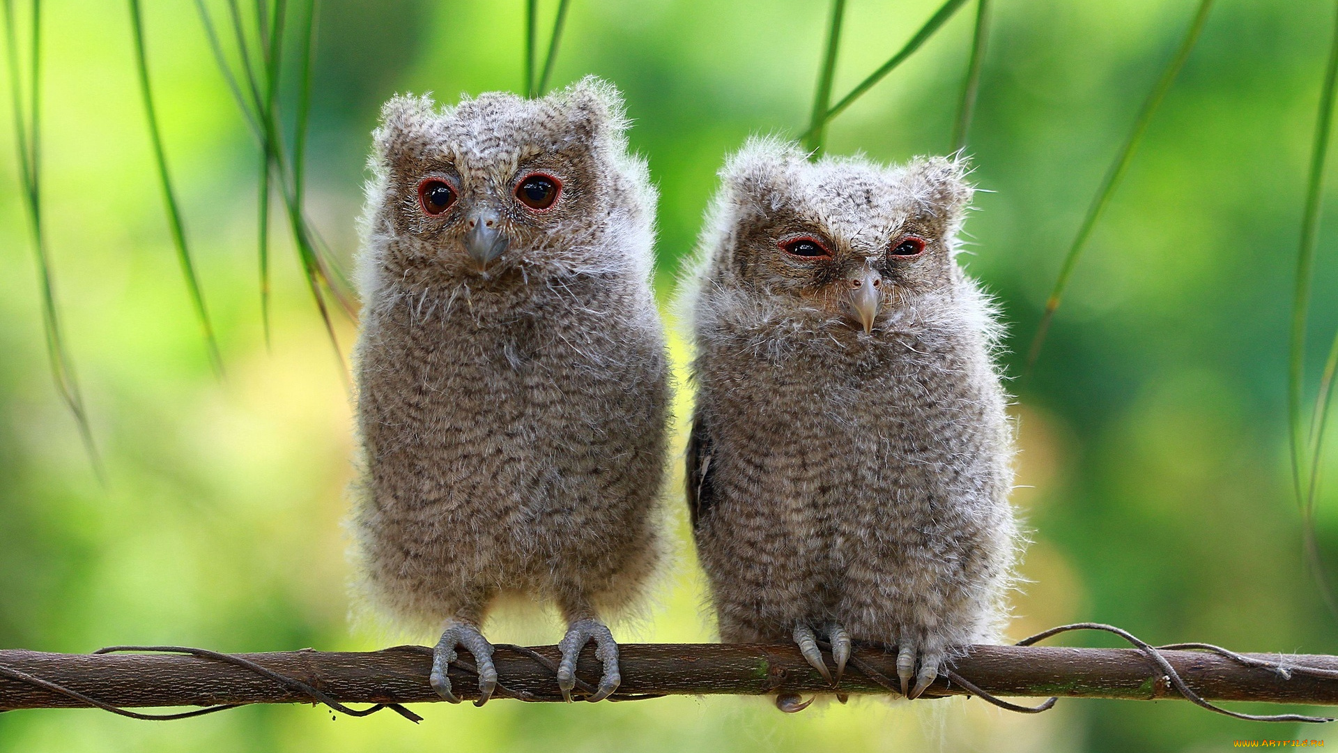 животные, совы, ветка, птенцы, совята