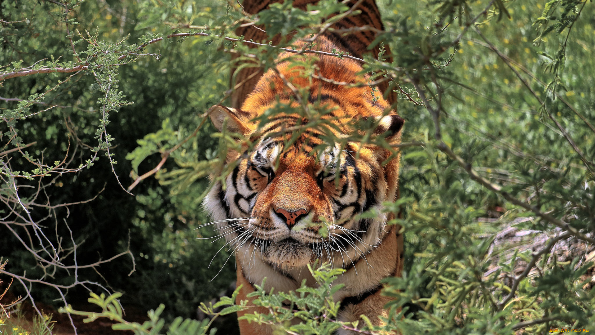 животные, тигры, хищник