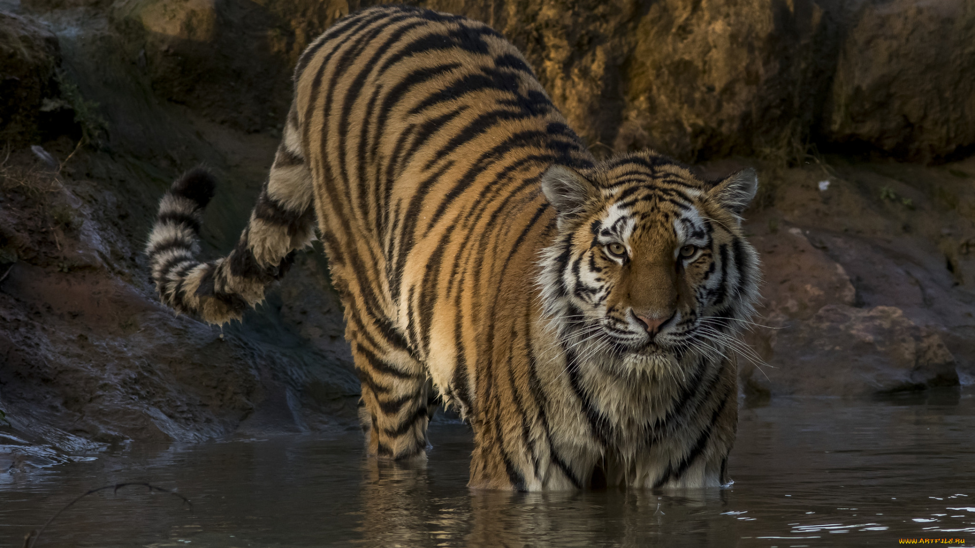 животные, тигры, хищник