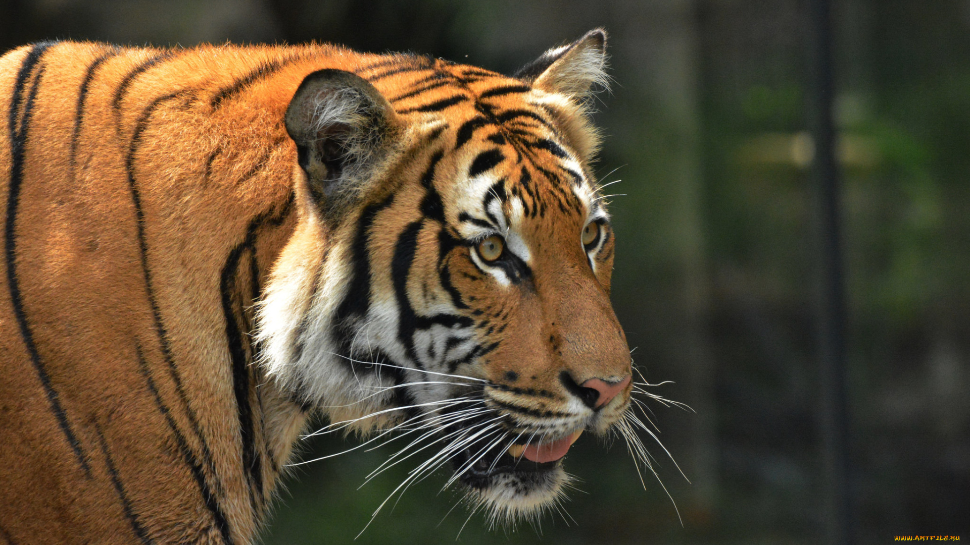 животные, тигры, хищник