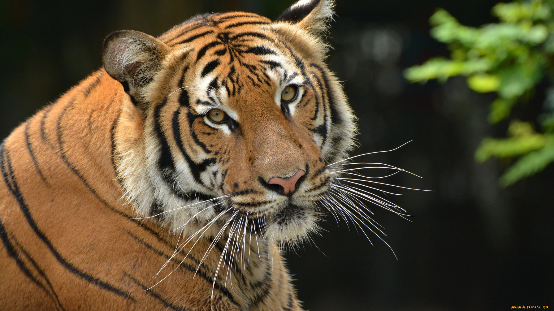 животные, тигры, хищник