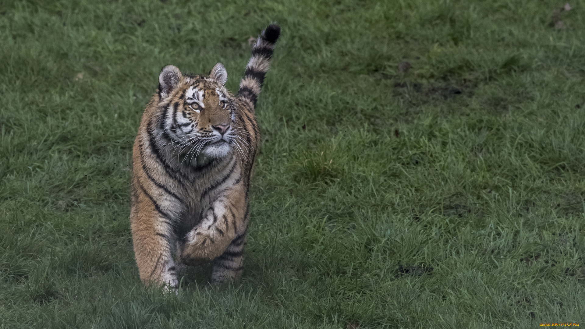 животные, тигры, хищник