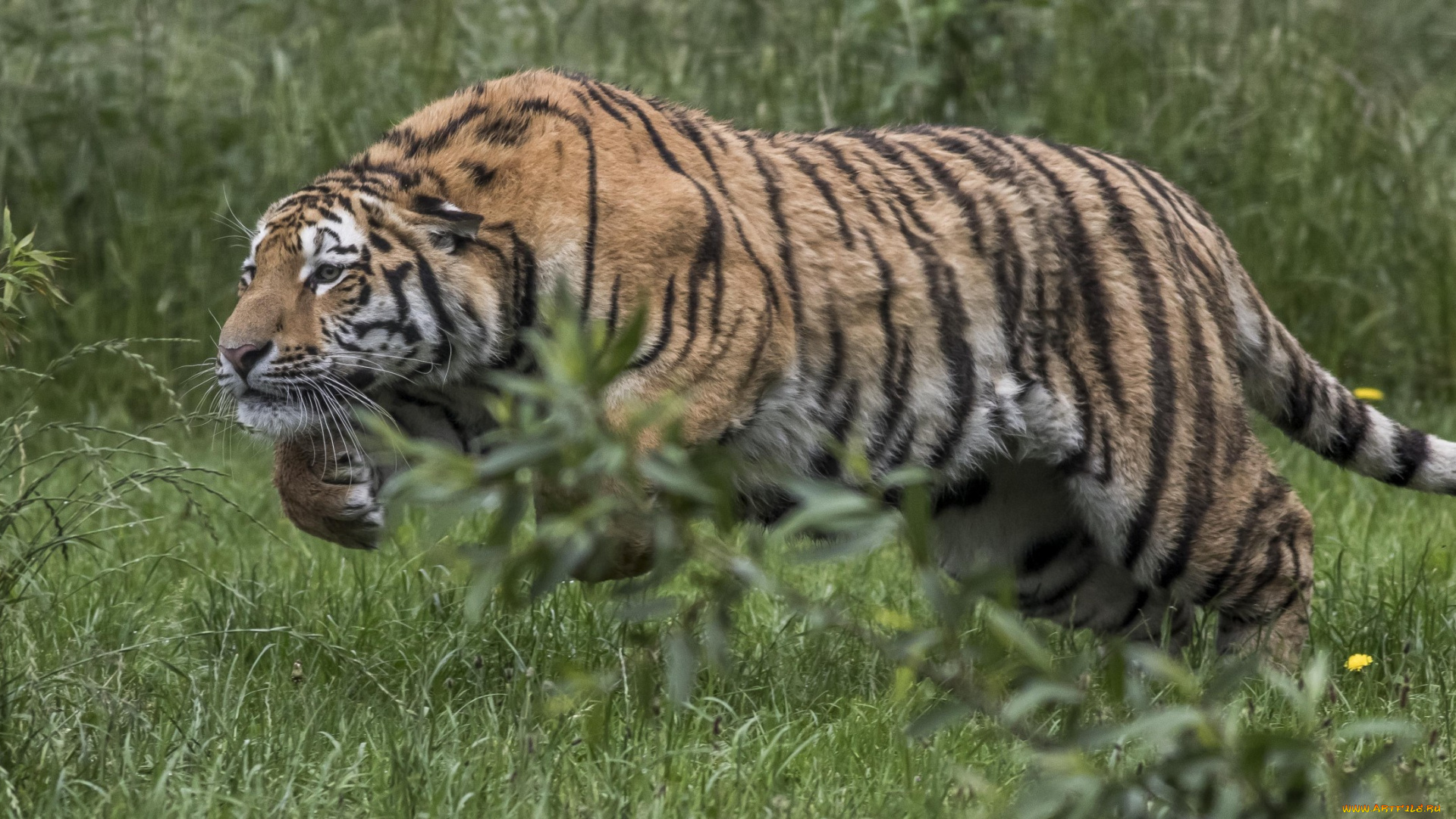 животные, тигры, хищник