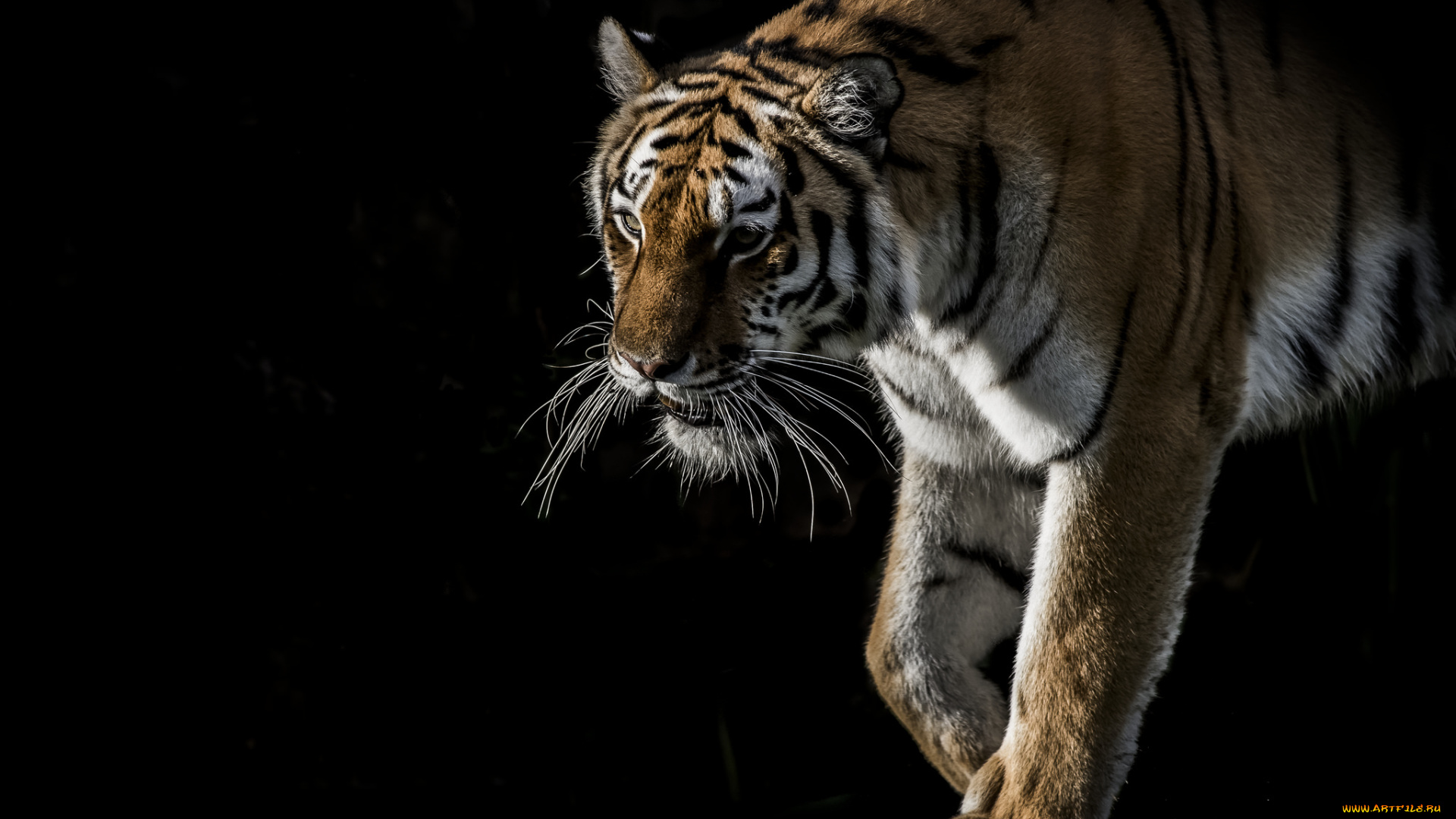 животные, тигры, хищник