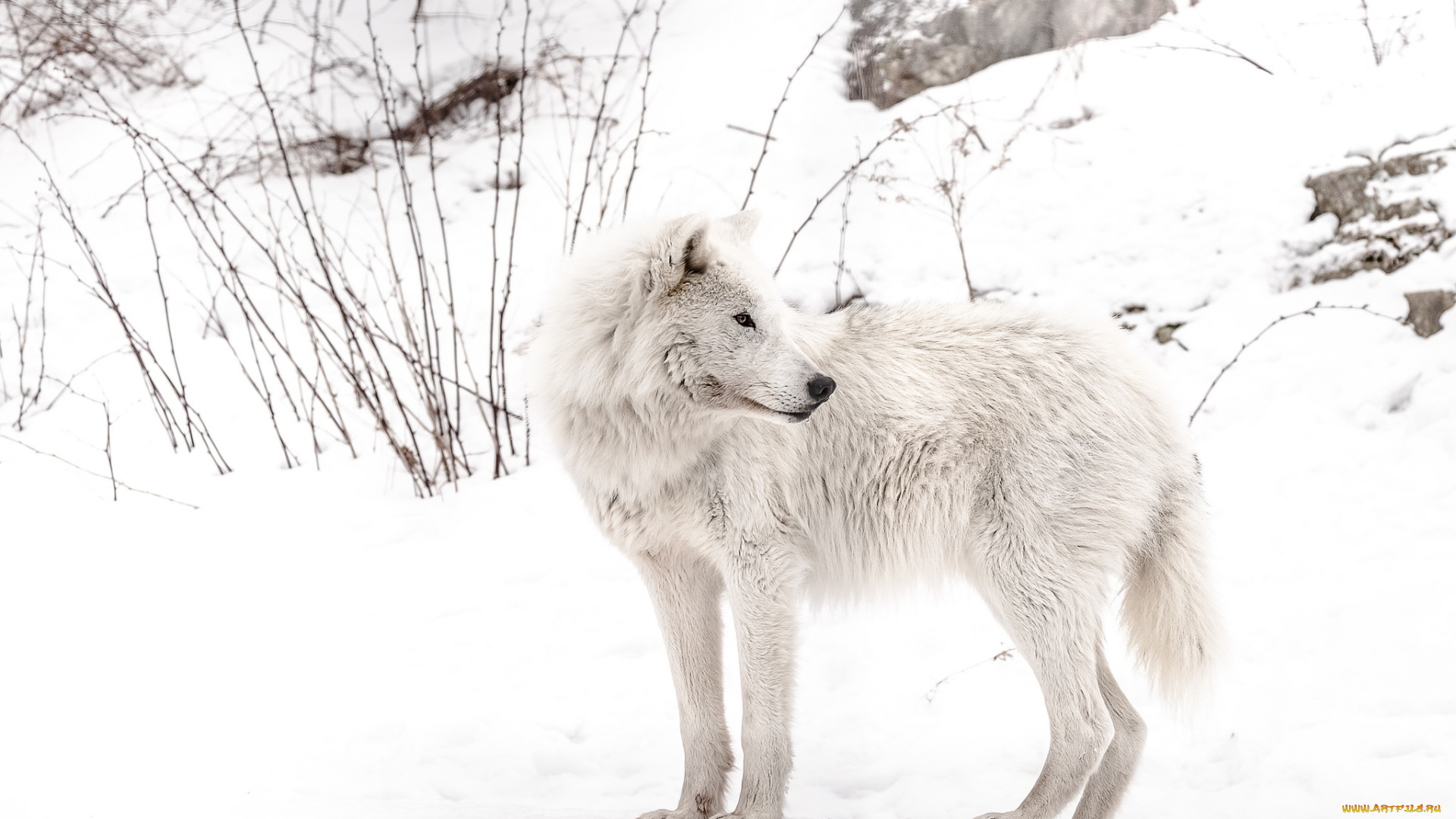животные, волки, , койоты, , шакалы, волк